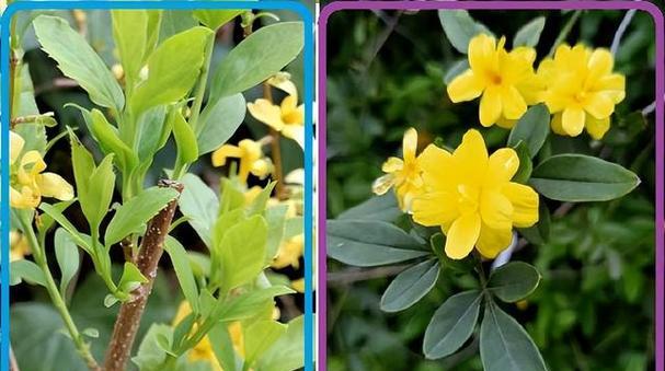 迎春花品种有哪些？迎春花品种如何分类？