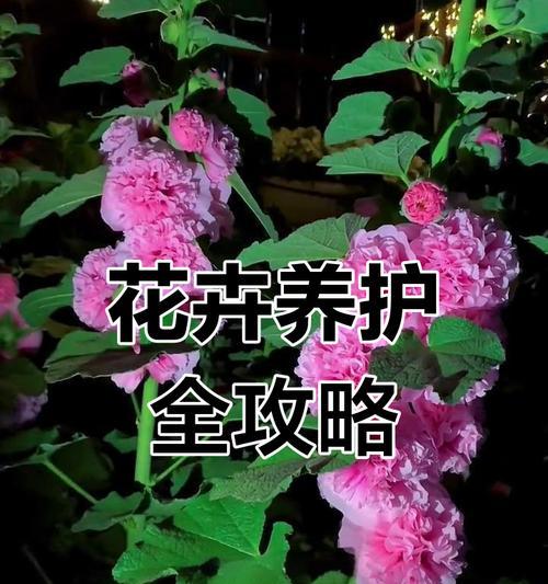 家里养花怎么施肥？如何正确给家里养的花施肥？