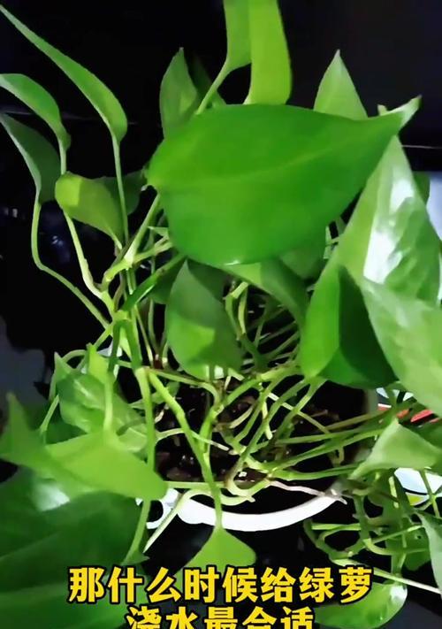 家里养花怎么施肥？如何正确给家里养的花施肥？