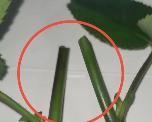 小人祭扦插方法有哪些？