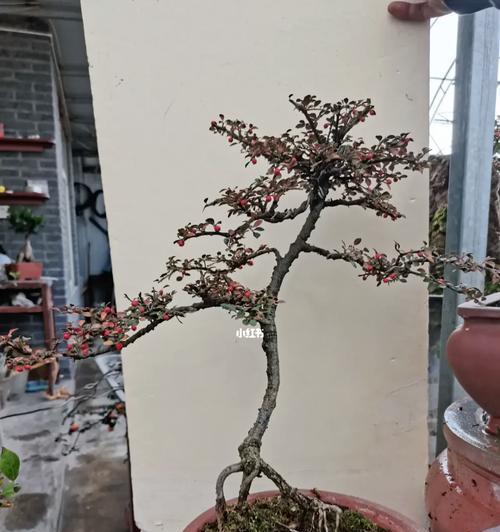 小人祭扦插方法有哪些？