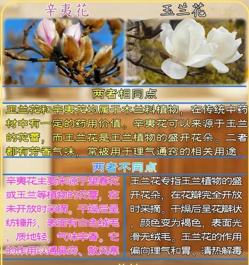 玉兰的正确使用方法是什么？