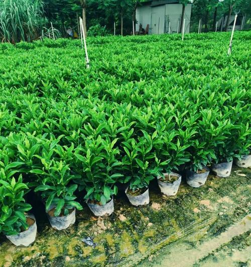 非洲茉莉繁殖方法是什么？