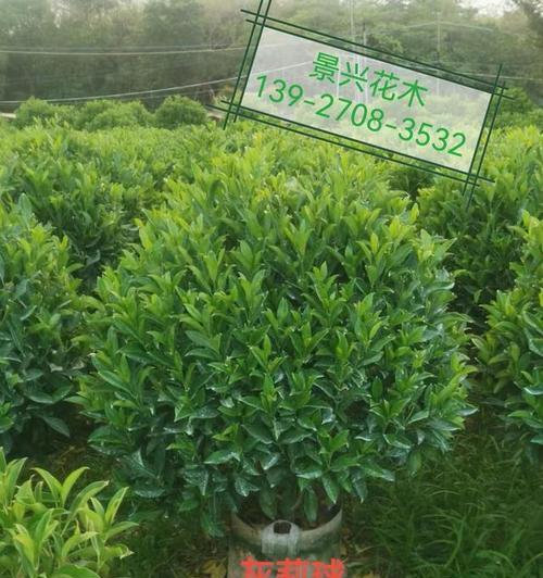 非洲茉莉繁殖方法是什么？