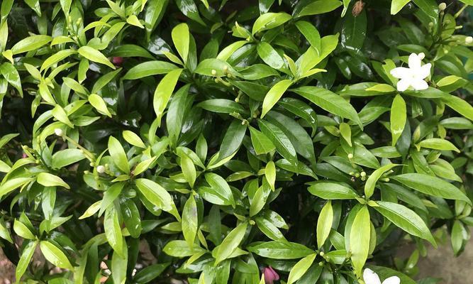 非洲茉莉繁殖方法是什么？