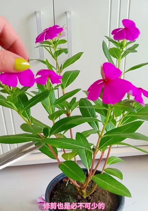 长春花有哪些品种？长春花品种的繁殖方法是什么？