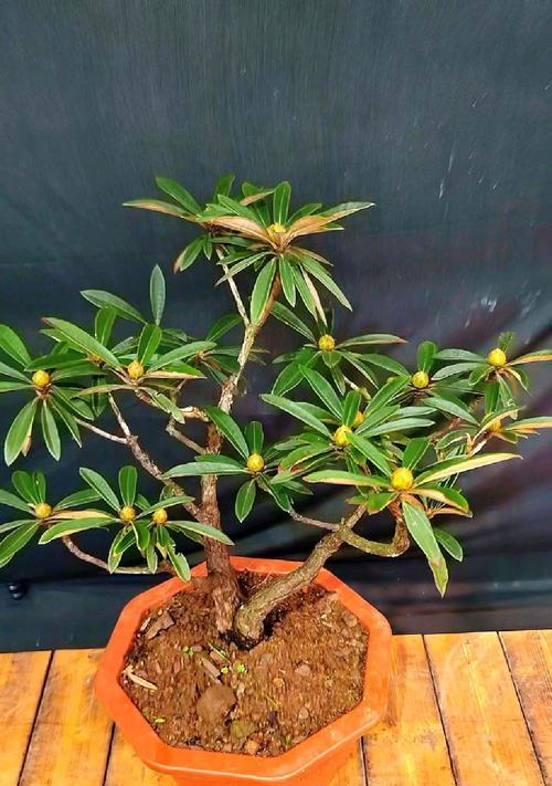 樱花盆景怎么养？樱花盆景的养护和管理技巧是什么？