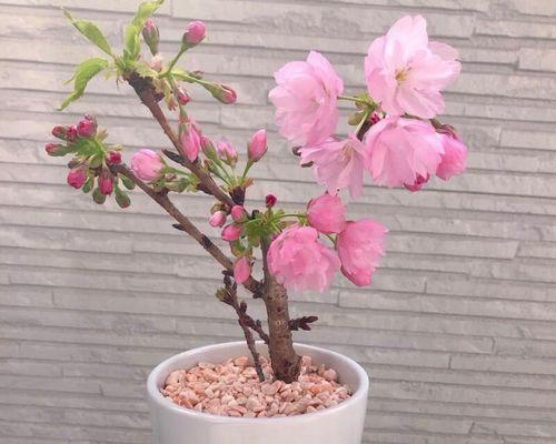 樱花盆景怎么养？樱花盆景的养护和管理技巧是什么？