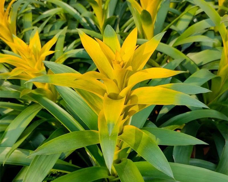 凤梨花的养护要点是什么？