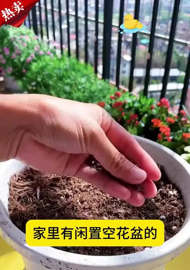 用种子种植花卉的步骤是什么？