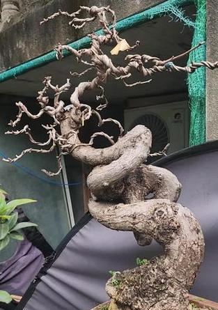 盆景落叶是什么原因？如何预防和处理？