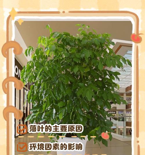 盆景落叶是什么原因？如何预防和处理？