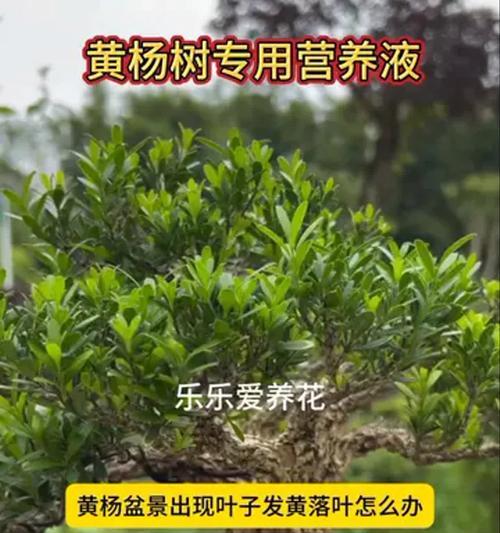 盆景落叶是什么原因？如何预防和处理？