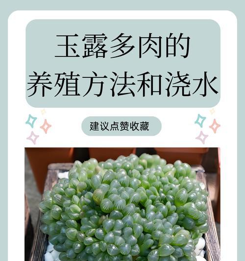 冰灯玉露的养殖技巧有哪些？