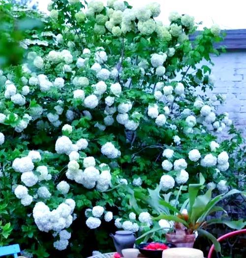 北方地区适合种植哪些花卉？北方养花的注意事项有哪些？