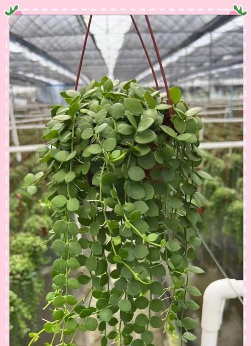 吊兰在秋冬季节的养护技巧是什么？