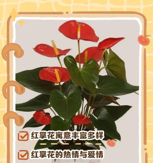 红掌的种植方法是什么？红掌的生长环境有哪些要求？