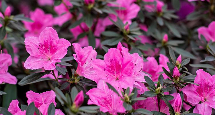 杜鹃花的种类有哪些？不同种类杜鹃的养护环境是什么？