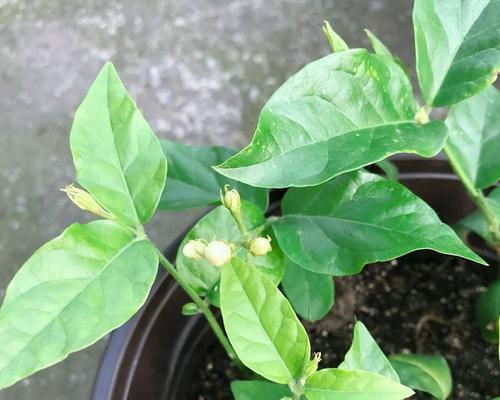 玫瑰修剪的最佳时机和步骤是什么？