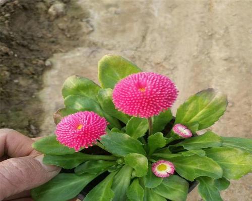 如何正确养护雏菊植物花？
