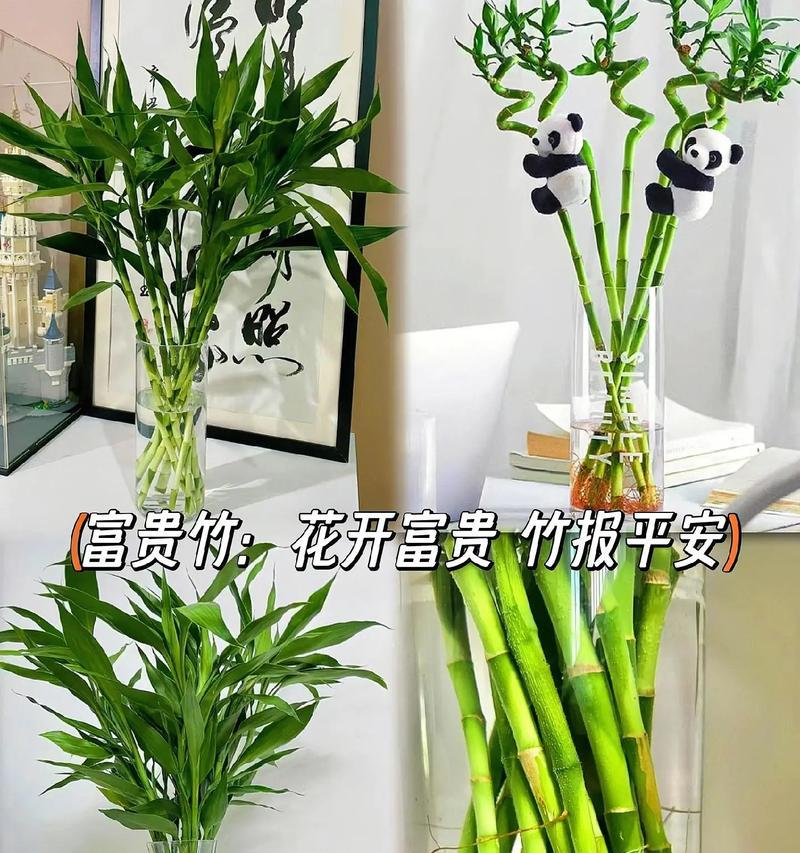 富贵竹有哪些品种？富贵竹品种的选择标准是什么？