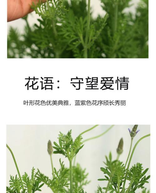 盆栽薰衣草的养护技巧有哪些？