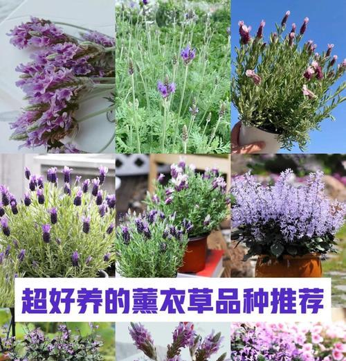 盆栽薰衣草的养护技巧有哪些？