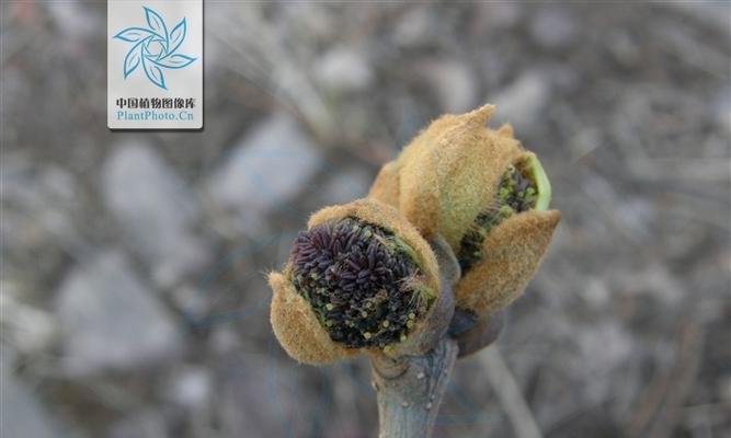 白蜡树开什么花？白蜡树的花期和花的特点是什么？