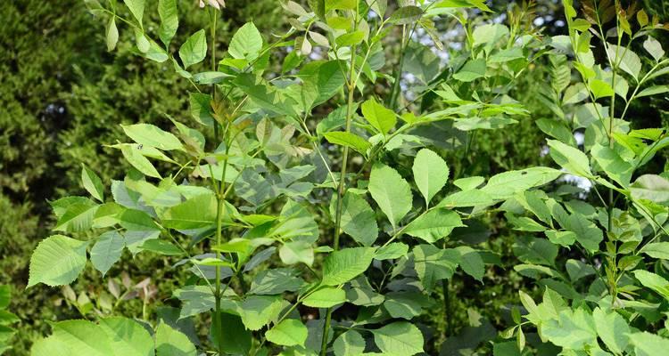 白蜡树开什么花？白蜡树的花期和花的特点是什么？