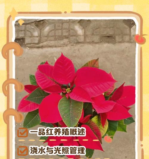 一品红为什么叶子不红？一品红叶子不红的可能原因和解决办法是什么？