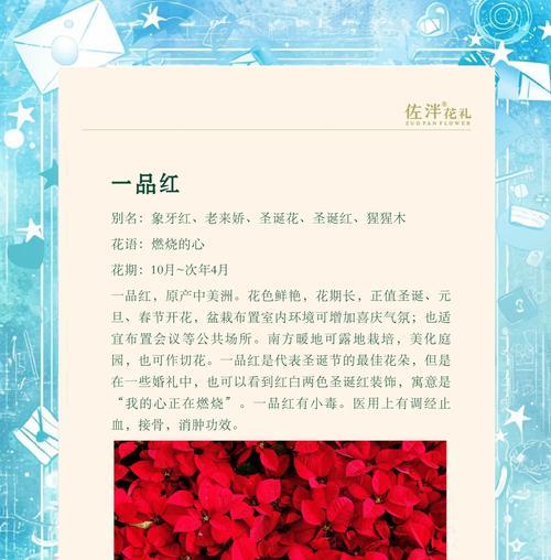 一品红为什么叶子不红？一品红叶子不红的可能原因和解决办法是什么？