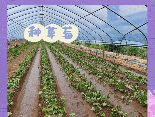 草莓种子种植的最佳时间是什么时候？种植方法有哪些？