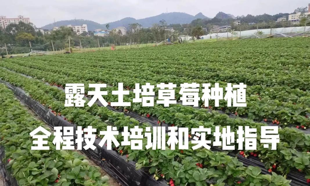 草莓种子种植的最佳时间是什么时候？种植方法有哪些？