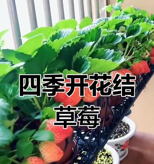 草莓种子种植的最佳时间是什么时候？种植方法有哪些？