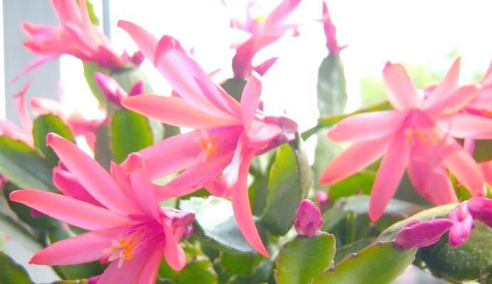 蟹爪莲的养殖技巧有哪些？怎样让蟹爪莲花开不断？