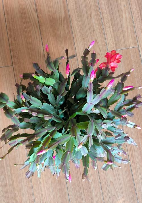 蟹爪莲的养殖技巧有哪些？怎样让蟹爪莲花开不断？