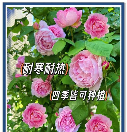 蔷薇花移栽的最佳时期是什么时候？