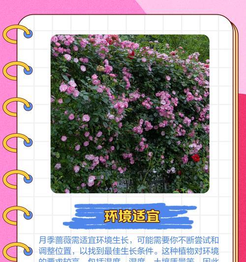 蔷薇花移栽的最佳时期是什么时候？