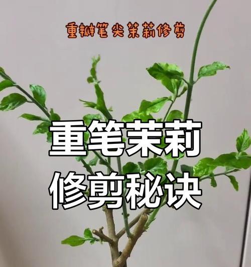 如何正确修剪花卉以促进生长？