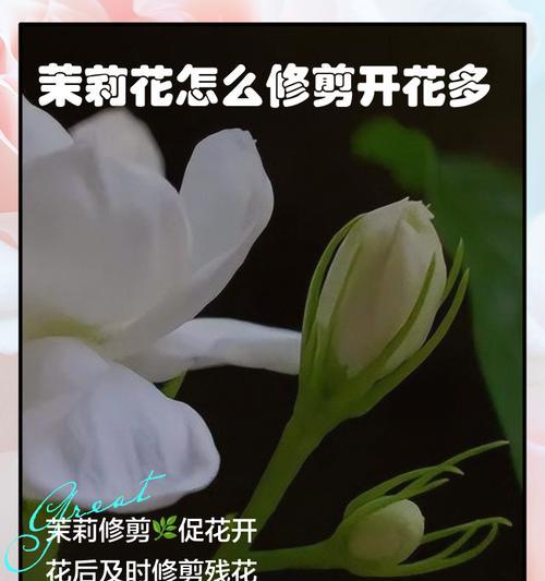 如何正确修剪花卉以促进生长？