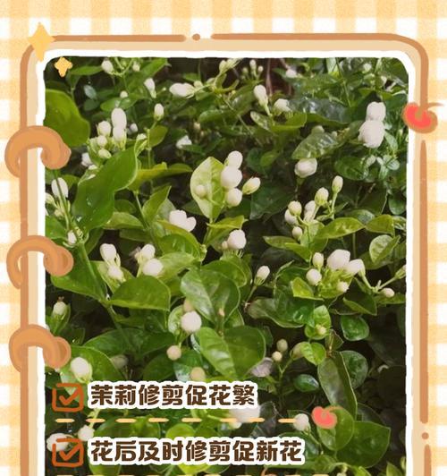 如何正确修剪花卉以促进生长？