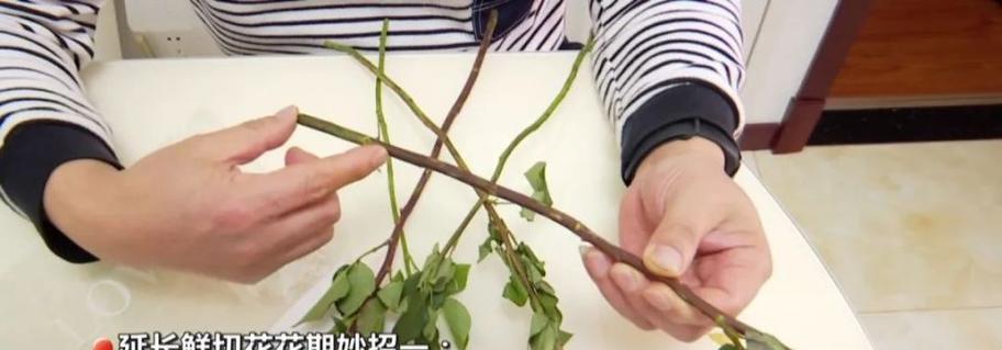 怎么切花才能延长花期？切花保鲜的正确方法？