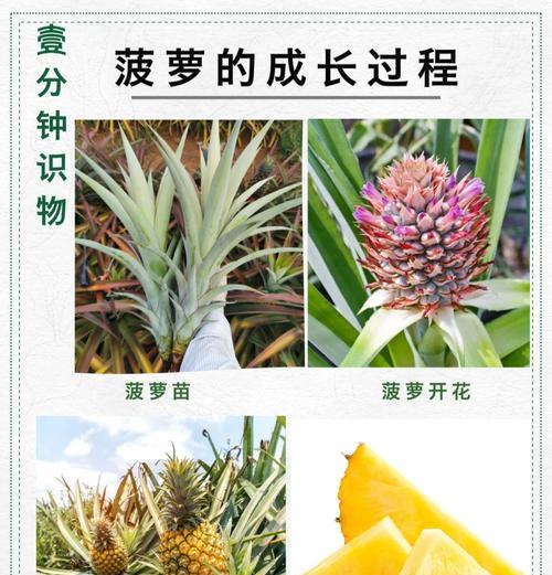 凤梨花分株繁殖方法是什么？