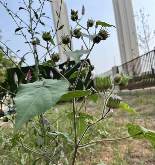 凤梨花分株繁殖方法是什么？