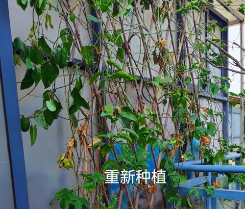 百香果盆栽怎么种植？需要哪些材料和技巧？