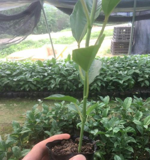 百香果盆栽怎么种植？需要哪些材料和技巧？