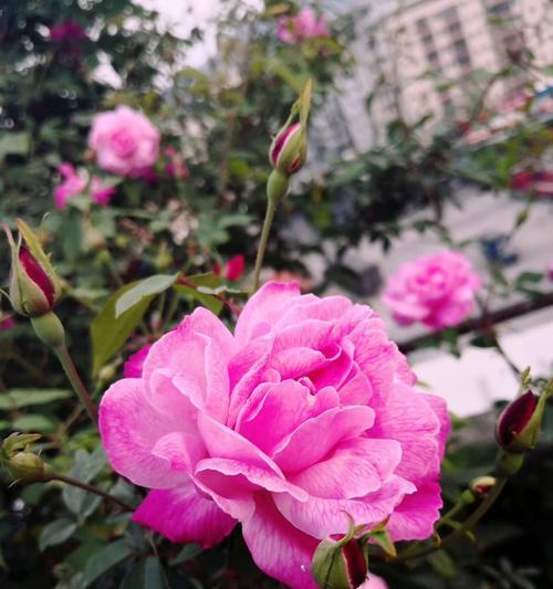 怎么做月季花？月季花的种植步骤有哪些？