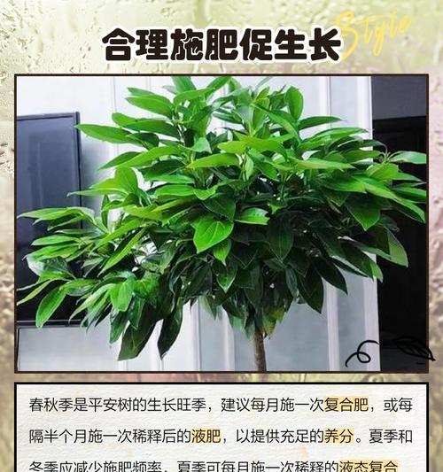 平安树盆栽养殖的要点是什么？