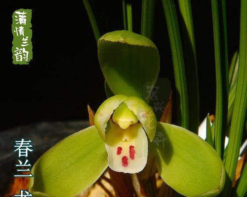 春兰有哪些品种？各自的生长习性如何？