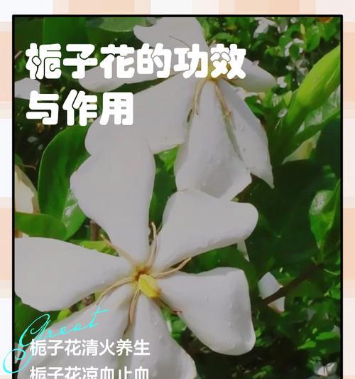栀子花为什么是黄的？栀子花变黄的可能原因是什么？